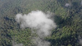 Rainforest and clouds. Mist and clouds rise from mountain forest. Aerial drone footage	