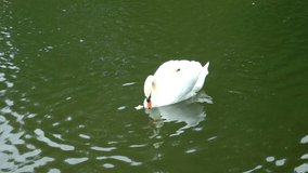 An adult white Mute Swan (Cygnus olor) picks up bread from the water, clip.