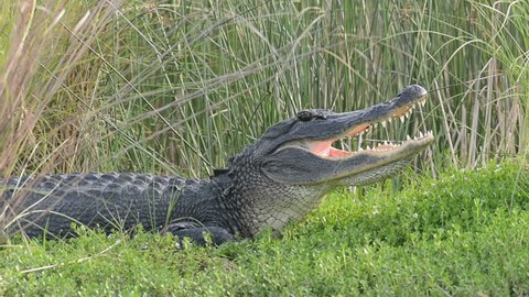 Large American alligator with its mouth open while basking in the sun on the shore of a Florida waterway