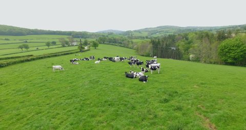 Flyover shot of cows grazing in field in north wales