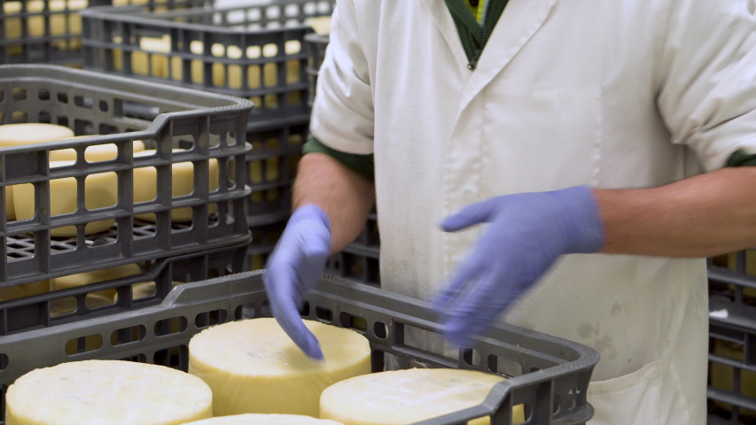 Handsome cheesemaker is checking cheeses seasoning at dairy factory in 4k UHD video .