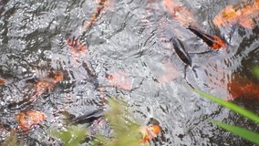 Concept of relax and life. The colorful koi carp fish are swimming in the pond.
