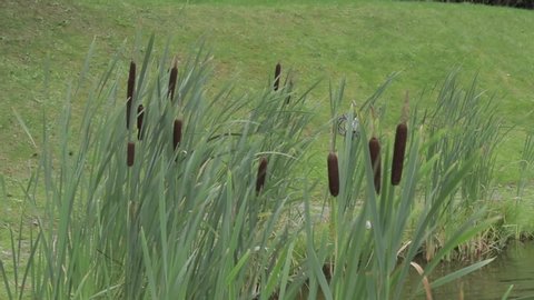 Typha latifolia (broadleaf cattail, bulrush, common bulrush, common cattail, cat-o'-nine-tails, great reedmace, cooper's reed, cumbungi) close to a pond