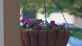Mourning Dove sitting on a petunia hanging flower pot or basket 4k video