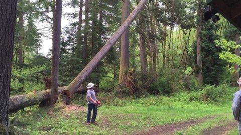 KELSO, WASHINGTON / USA - MAY 2019: Lumberjack using chainsaw to cut down a large old growth tree in the forest.