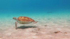 Big sea turtle underwater, swimming in the tropical ocean. Underwater video from scuba diving with the marine turtles. Aquatic animal footage. Shallow blue sea and tortoise.