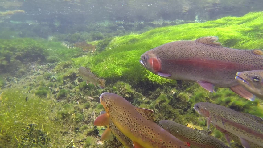 Underwater of Rainbow and Brown Trout Fish in River Creek or Shallow Stream Swimming Against Current in Summer
