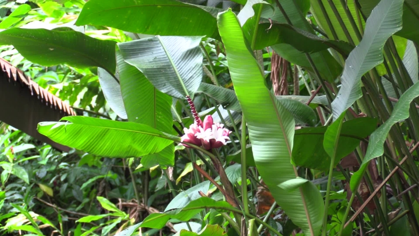 Red-eyed Tree Frog on Large Leaf in Costa Rica Jungle Filmed at Night with Floodlight