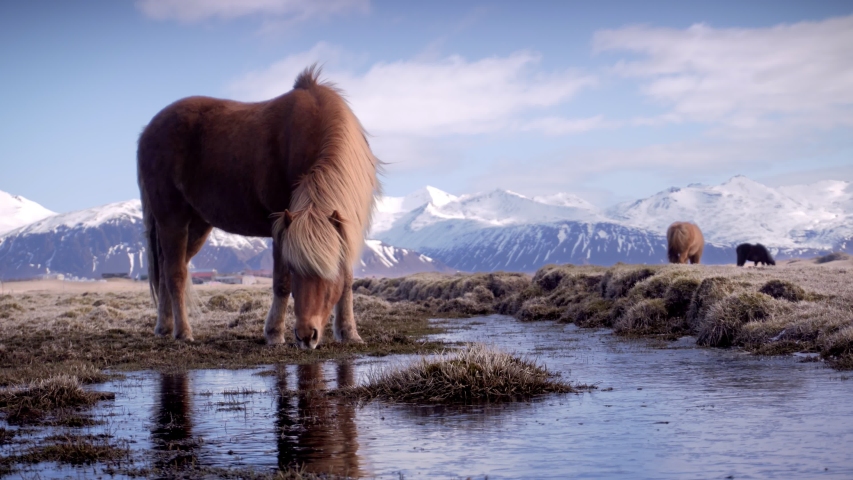 Icelandic Horses grazing on a mossy pasture in the mountains. Horse reflection on a frozen water surface. Farm animals on a ranch.