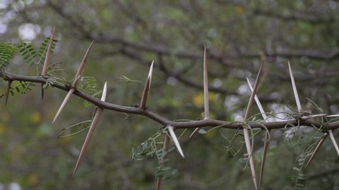 Close up of the vicious long thorns on an Acacia tree in Africa