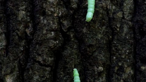 Pyramidal green fruitworm crawling endlessly along a tree trunk (Amphipyra pyramidea)