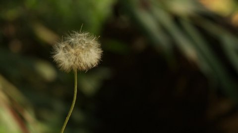 dandelion flower with blurred background