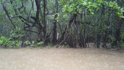 Mangroves in the Daintree Rainforest during monsoon season, Queensland, Australia