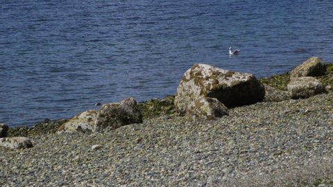Camano Island State Park, WA State beach with rocks and seagull. Panning. 10 sec/24fps slow motion