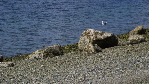 Camano Island State Park, WA State beach with rocks and seagull. Panning. 5 sec/60fps