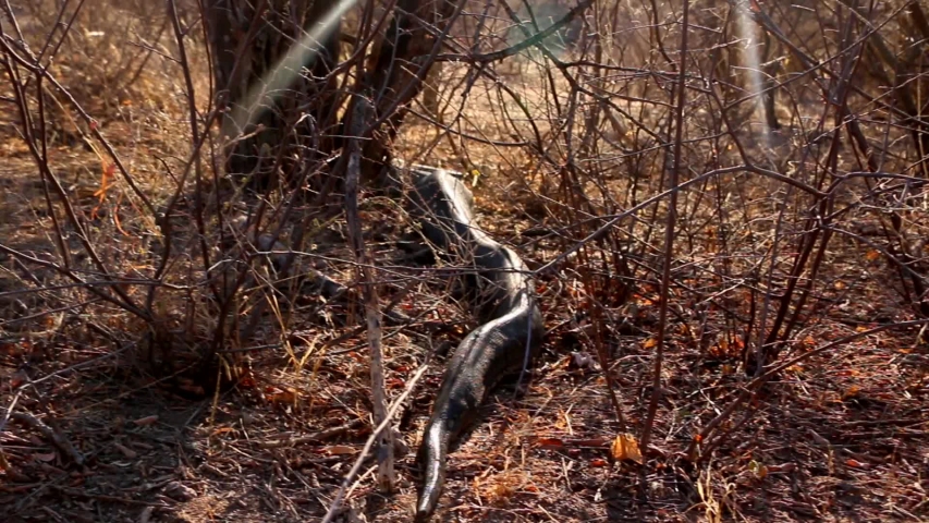 A very large African Rock Python in the wild, having just eaten a small antelope.