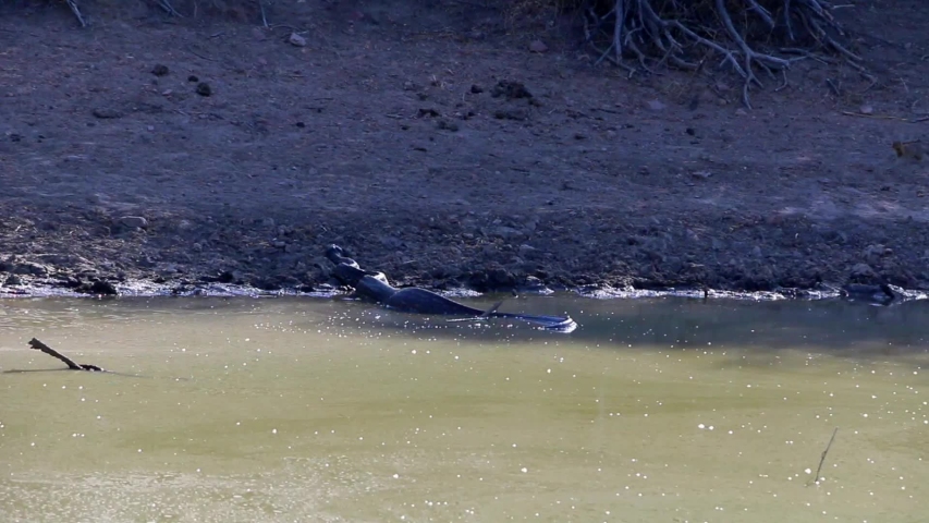 A very large African Rock Python in the wild, having just eaten a small antelope.