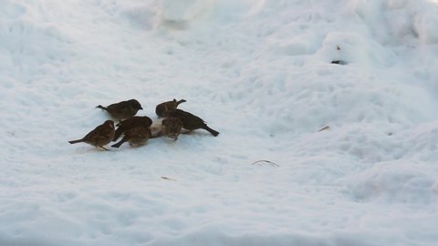 Little sparrows pecking bread in the snow