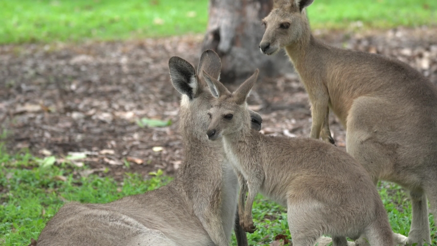 kangaroo lying down grassy field queensland: Stockvideók (100%-ban jogdíjme...