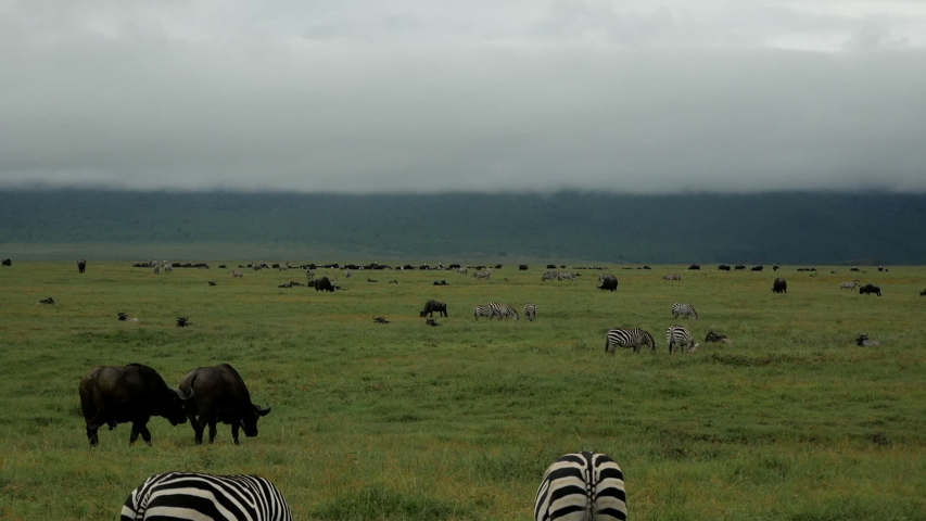 Zabras and many other animals live in the Serengeti National Park in Tanzania.