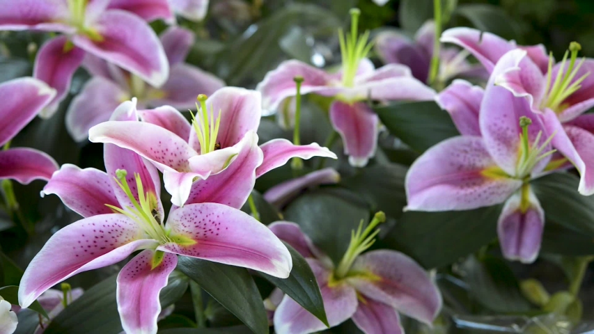 Beautiful indoor garden with lilac lilies and a little bee on its petals. Panoramic plane shift