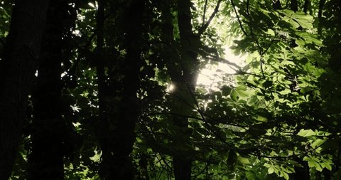 Looking up in forest, POV through tops of trees, sun shines through foliage. Cinematic shot. Slow motion. 4k footage