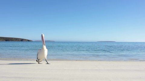 A lone pelican walks along a calm beach