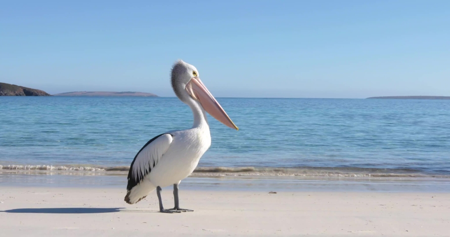 Shutterstock video thumbnail