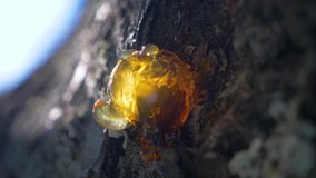 Sunny Close-up On A Dry Drop Of Tree Sap. Cherry Resin in france in slowmotion - Powered by Shutterstock - Get 15% off with code: PIKWIZARD15