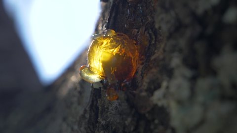 Sunny Close-up On A Dry Drop Of Tree Sap. Cherry Resin in france in slowmotion