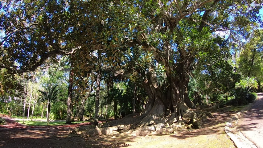 This is the big tree name is Ficus Macrophylla in Azores but this is from Australia. We can find in the António Borges Garden, in Ponta Delgada.