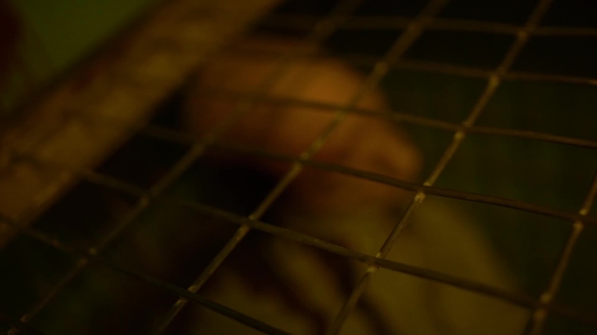 The dummy of a blood covered dead man with head tilted to his right is placed inside a steel net box,