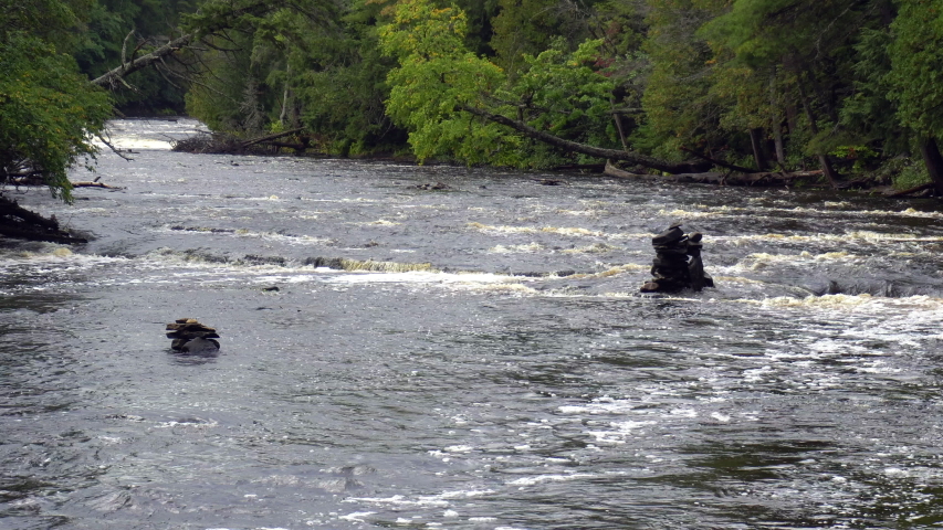 Wide river flows fast over rocks and passes lush green forest by the riverbanks. Tall tree with green leaves hangs over the stream. Tahquamenon River, Michigan.