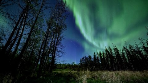 Strong northern lights seen from the forest, motion timelapse.