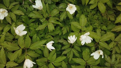 Spring white flowers Europe. Noble mayflower (Hepanca nobilis)