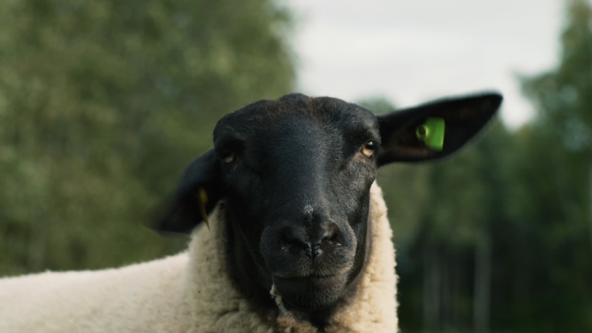 Sheep Fold Stock Video Footage - 4K and HD Video Clips | Shutterstock
