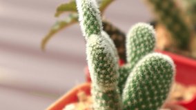 close up view of the little cactus in mini garden motion footage video clip