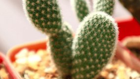 close up view of the little cactus in mini garden motion footage video clip