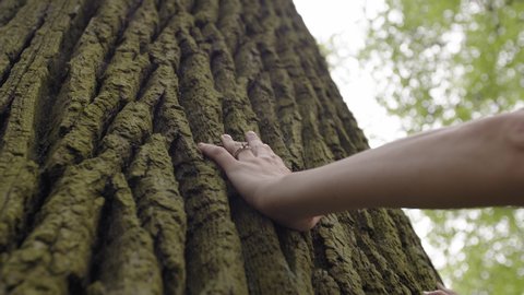 Hand touching old majestic oak tree