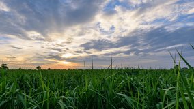 Day to night time lapse of sugarcane field in sunset time