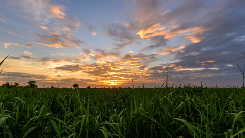 Day to night time lapse of sugarcane field in sunset time Royalty-Free Stock Footage #1030444031