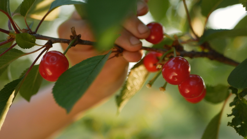 Hand picked ripe cherries from cherries tree.hand picks ripe, red, juicy cherries