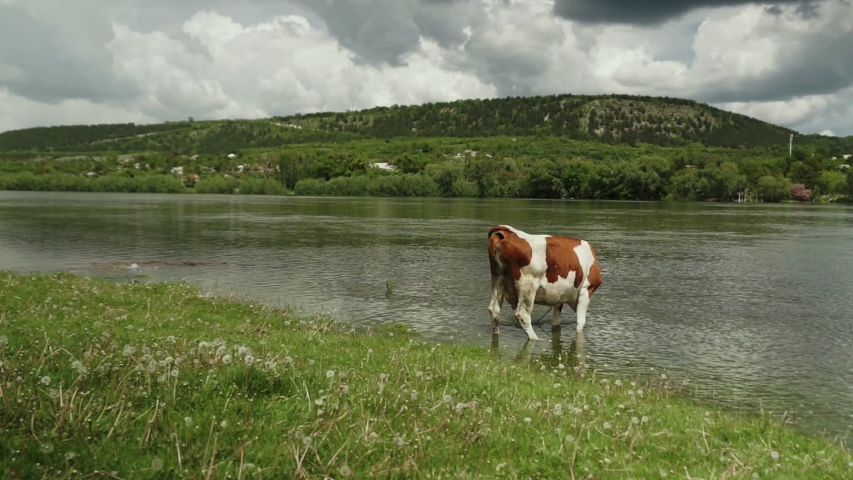Cows grazing in a sunny lovey day.