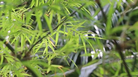 Close up fresh green bamboo leaf nature background, Tropical forest