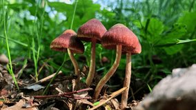 Close up macro video of tiny mushrooms in the forest. 4K UHD.