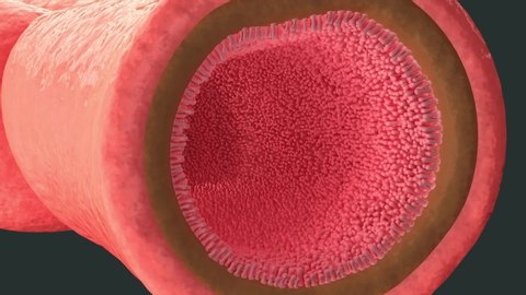 3D animation close-up Intestinal villi. Intestine lining. Human Intestine. Healthy Intestine. Waste absorbed in villi. Intestinal accumulation. Intestinal detoxification. 