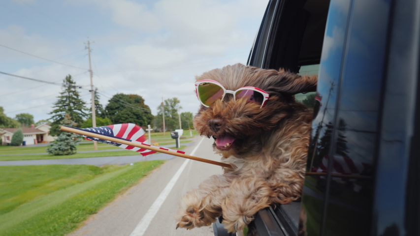 Funny Dog with the American flag looks out of the window of the car. 4th of july and independence day in usa concept Royalty-Free Stock Footage #1030457408