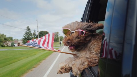 Funny Dog with the American flag looks out of the window of the car. 4th of july and independence day in usa concept