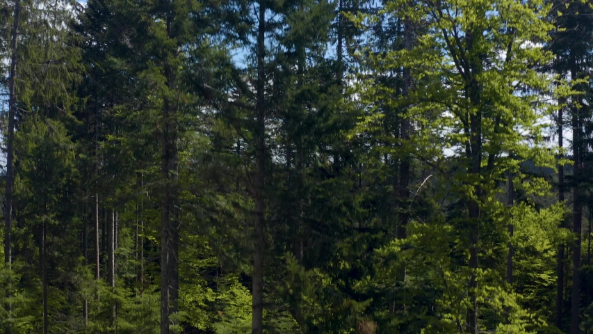 Ascending in front of some trees in the Black forest