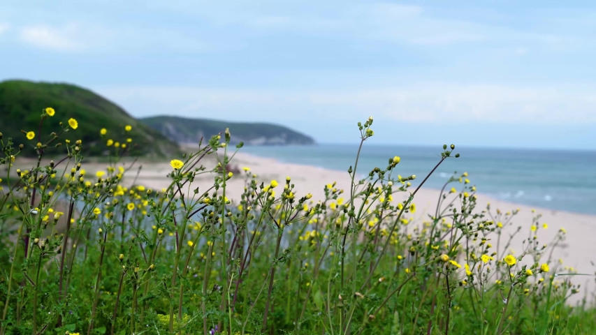 yellow daisies, beach, sea, clouds, green and blue spring landscape